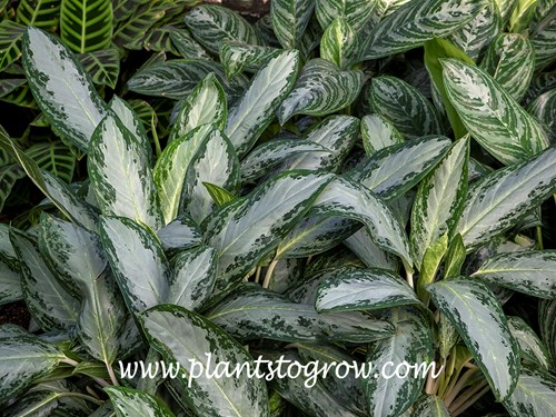 Queen of Siam Chinese Evergreen (Aglaonema)